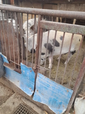 Porci pentru vânzare   Calitate superioară, carne gustoasă! - imagine 4