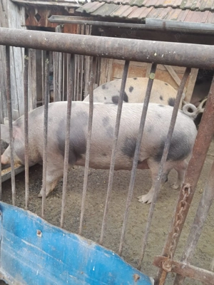Porci pentru vânzare   Calitate superioară, carne gustoasă! - imagine 5