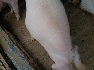 Vând porc 17 lei kg ,145-150kg în Caraș Severin Cuptoare   - imagine 2