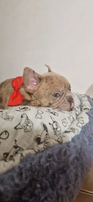 Bulldog Francez Merle, fetita - imagine 3