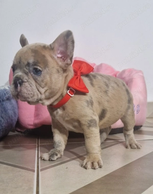 Bulldog Francez Merle, fetita - imagine 4