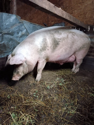 vand porc 300-340 kg - imagine 4