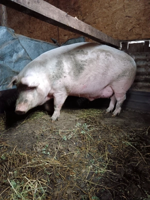 vand porc 300-340 kg - imagine 3