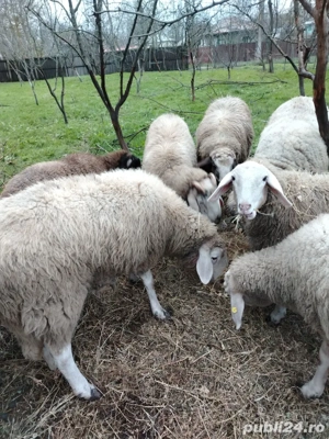 Vând berbecuți din rasa bergamasca - imagine 2