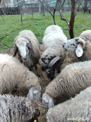 Vând berbecuți din rasa bergamasca - imagine 4