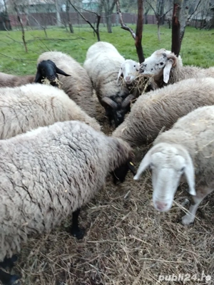 Vând berbecuți din rasa bergamasca - imagine 3