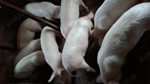Porci de vanzare - imagine 2