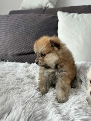 Pui pomeranian superbi