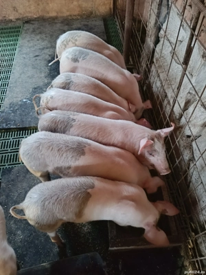 purcei de vânzare  - imagine 4