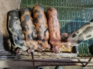 purcei de vânzare  - imagine 5