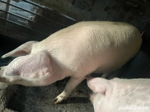 Porci de vanzare  - imagine 2