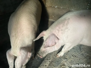 Porci de vanzare  - imagine 3