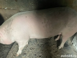 Porci de vanzare  - imagine 4