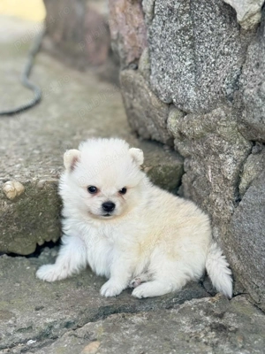 Pui pomeranian superbi - imagine 2