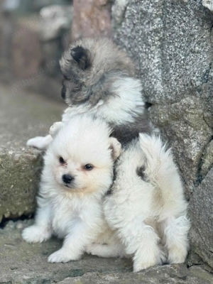 Pui pomeranian superbi - imagine 6