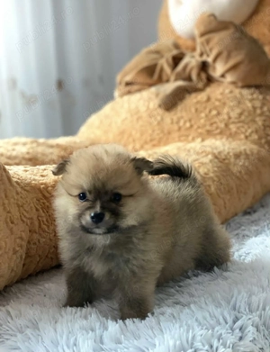 Pui pomeranian superbi - imagine 4