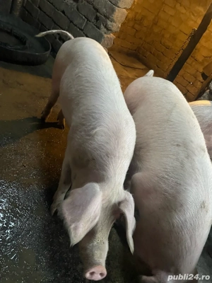 porci de vanzare  - imagine 5