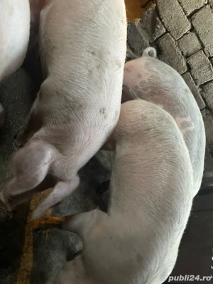 porci de vanzare  - imagine 4