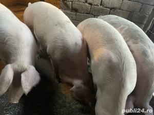 porci de vanzare  - imagine 3