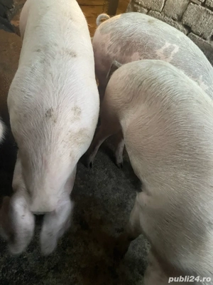 porci de vanzare  - imagine 2