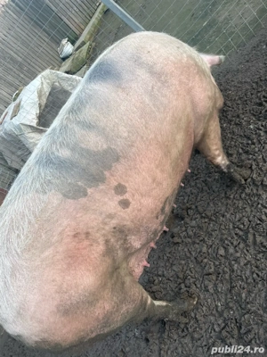 Purcea 350-400 kg  - imagine 4