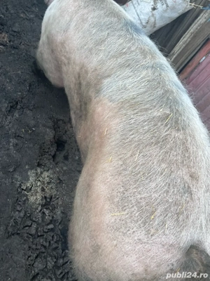 Purcea 350-400 kg  - imagine 3