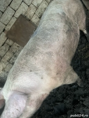 Purcea 350-400 kg  - imagine 2