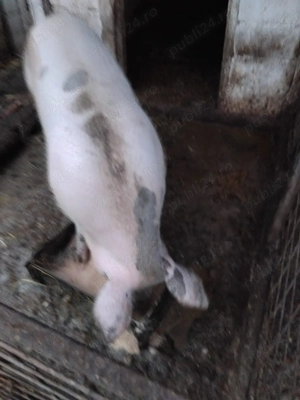 Vând porci 16 lei  !!