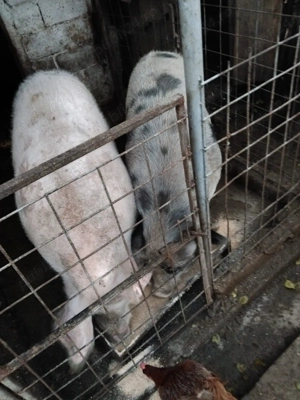 Vând porci 16 lei  !! - imagine 2