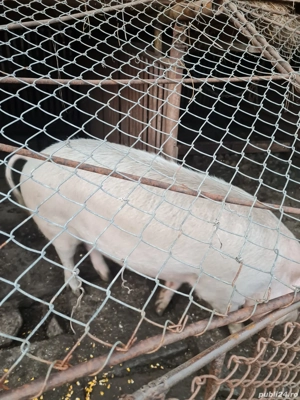 Porc de vânzare  - imagine 2