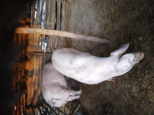 Vind porci si grasuni