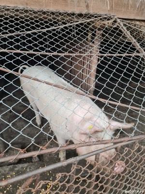 Porc de vânzare  - imagine 3