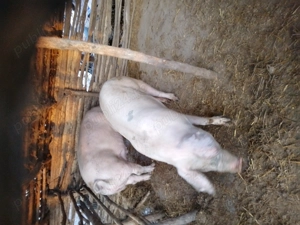 Vind porci si grasuni - imagine 2