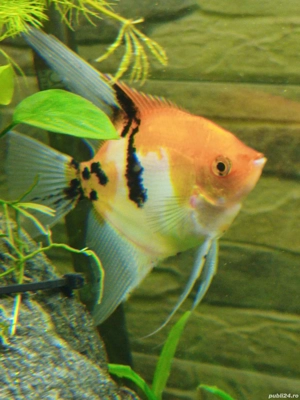 Pesti scalari tigrati - imagine 2