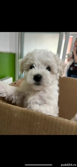 Vand Bhison Frise - imagine 2