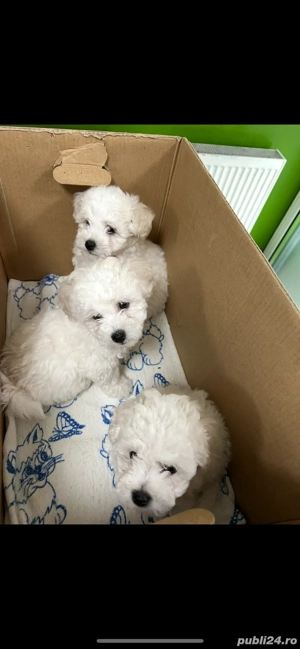 Vand Bhison Frise - imagine 3