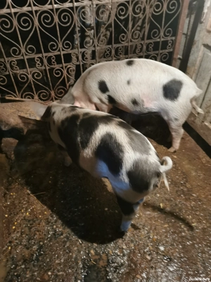 Vand ce se vede in poza - imagine 3