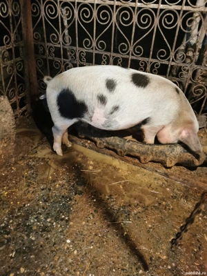 Vand ce se vede in poza