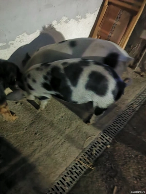 Vand ce se vede in poza - imagine 2