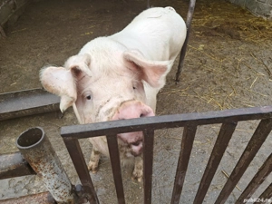 Porc    de Crăciun! - imagine 5