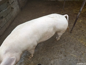 Porc    de Crăciun! - imagine 4