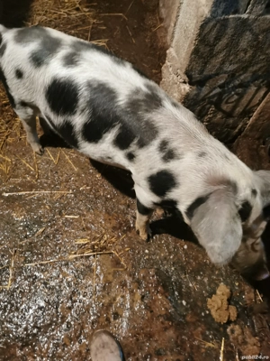 Vand ce se vede in poza - imagine 4