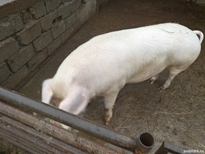 Porc    de Crăciun! - imagine 2