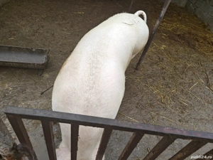 Porc    de Crăciun! - imagine 3