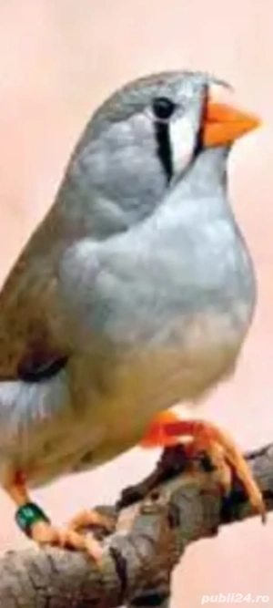 zebre australiene - imagine 2