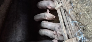 vând porci  - imagine 2