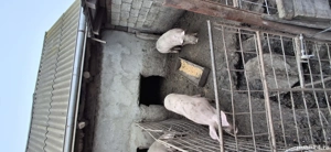 vând porci  - imagine 3