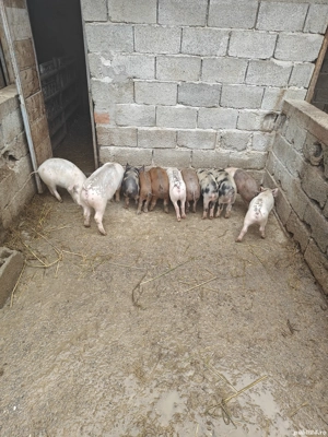 Grăsuni!!!! - imagine 5