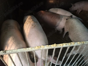 Vând porci  - imagine 2