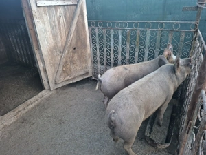 Vand porci in jur de 100kg - imagine 2